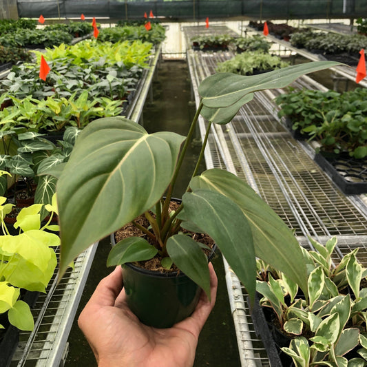 rare philodendron plant