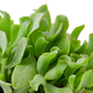 Ripple Jade Succulent - Plant Swag Shop 