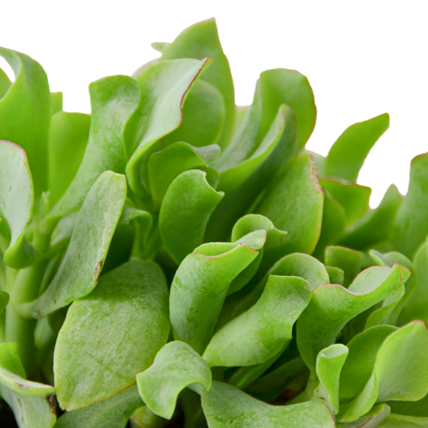Ripple Jade Succulent - Plant Swag Shop