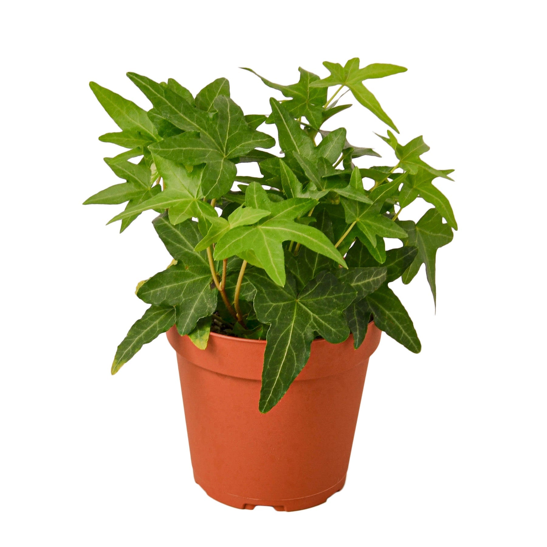 english ivy potted houseplant bundle