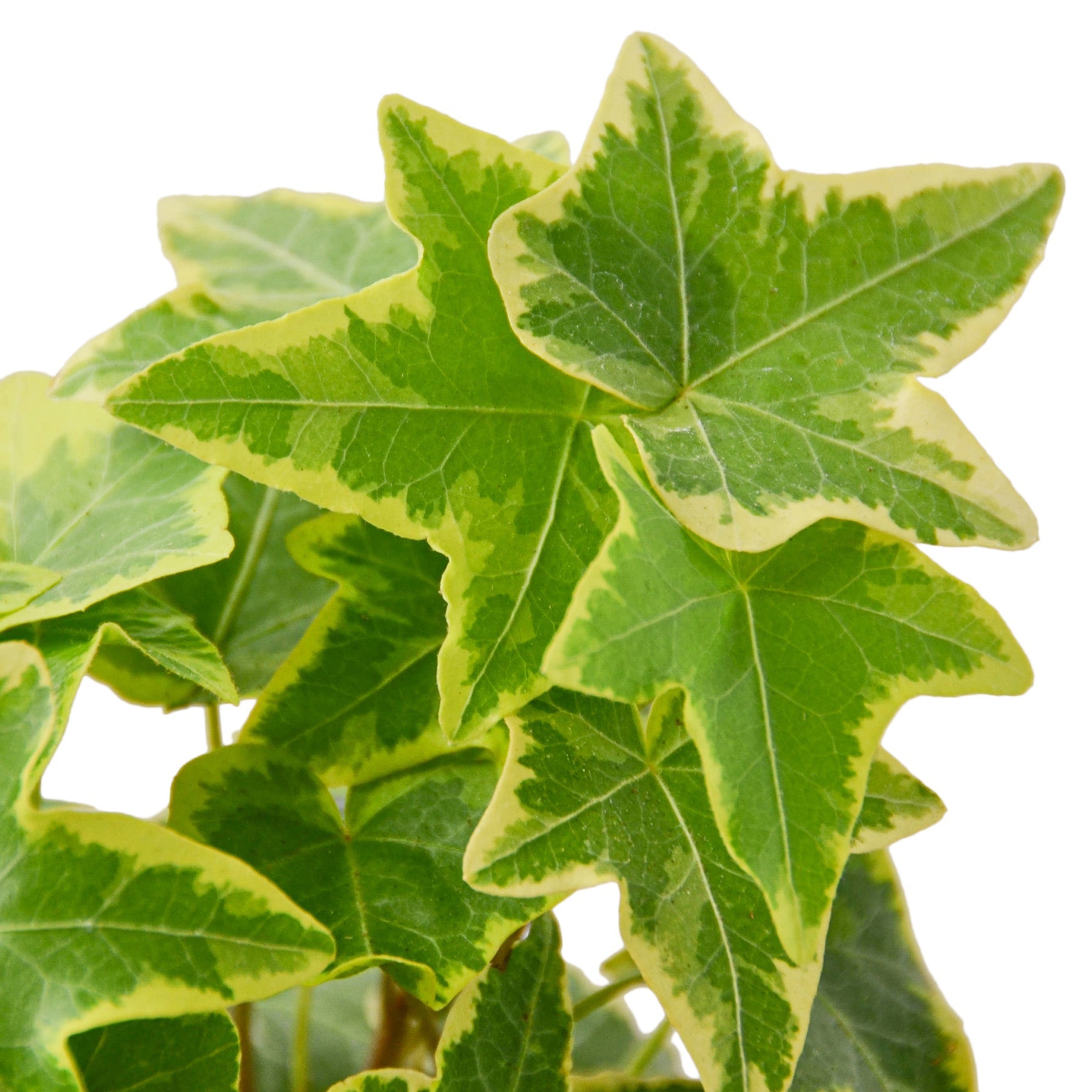 english ivy potted houseplant bundle