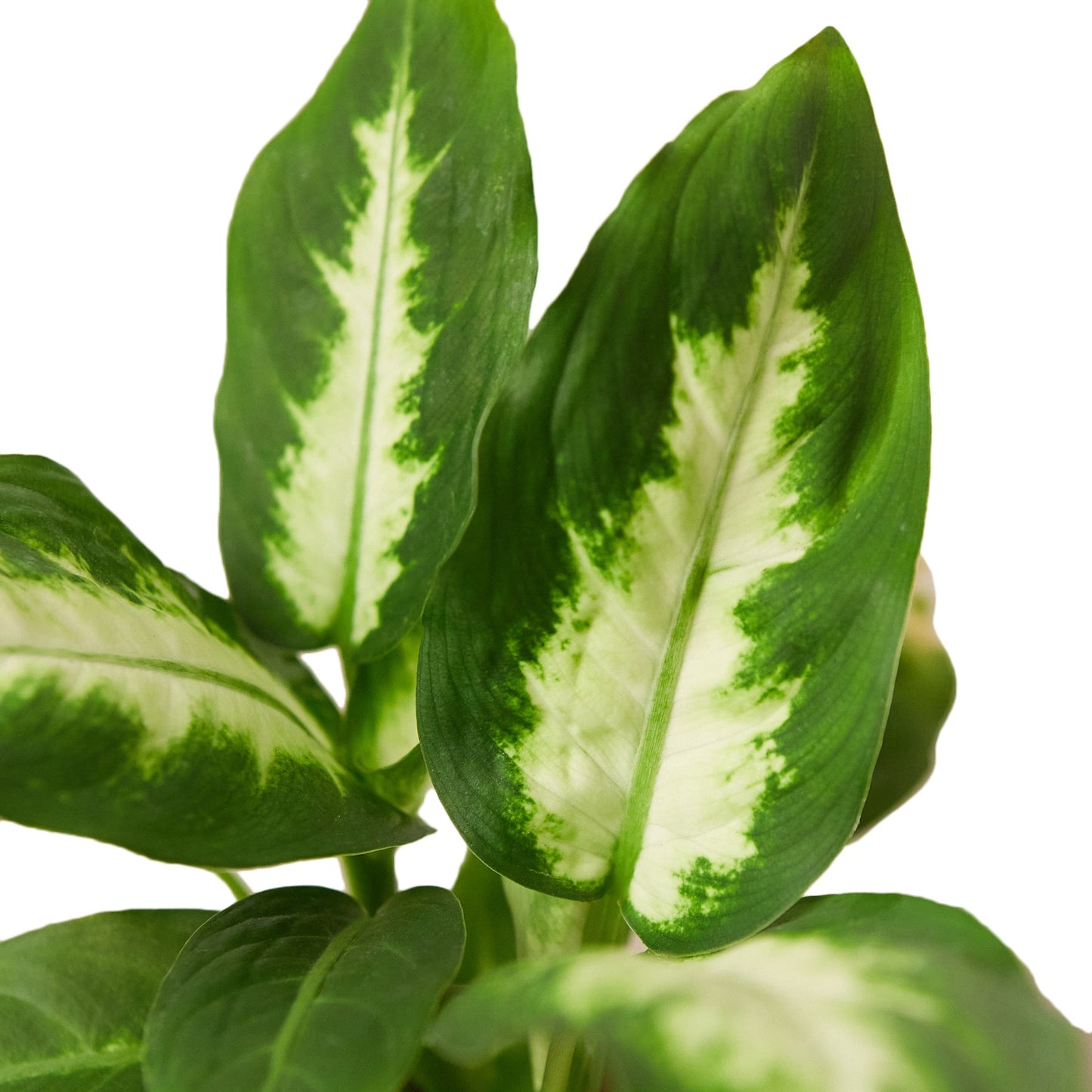 Dieffenbachia Camille 'Dumb Cane'