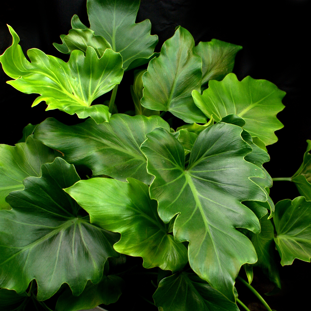 little hope philodendron Buy Philodendron Little Hope