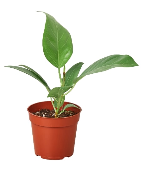 Ficus Audrey indoor plant