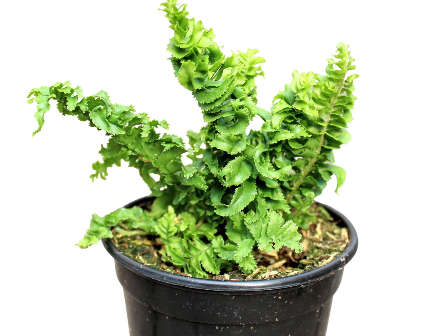 Nephrolepis exaltata 'Emina' fern