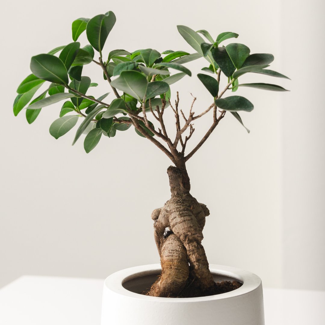 growing ginseng indoors plants Buy Ficus Ginseng Plant
