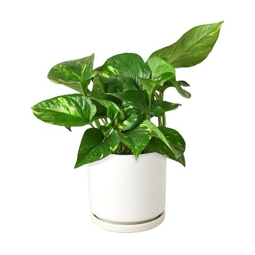 is golden pothos indoor plant Pothos Golden Live Plant, 6" Pot