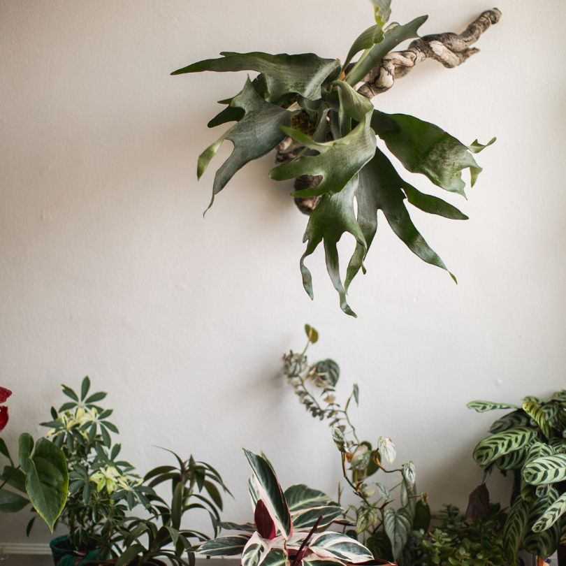 staghorn ferns indoor plants Buy Staghorn Fern Plant