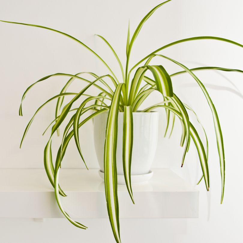 spider plant reverse Spider Plant 'Reverse' 4" Pot / Nursery Pot