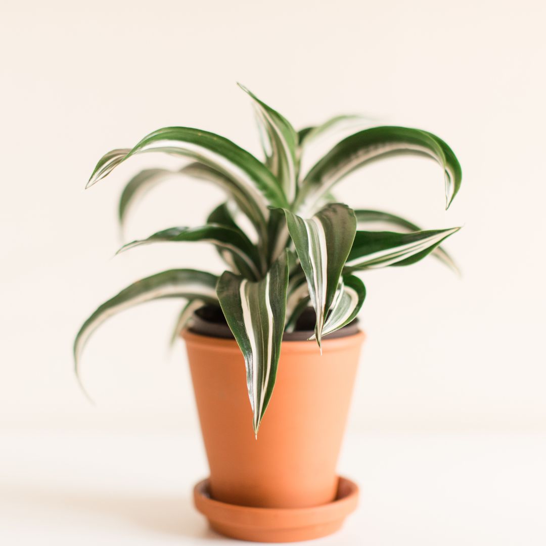 dracaena wg Dracaena Warneckii 'White Jewel' 6" Pot
