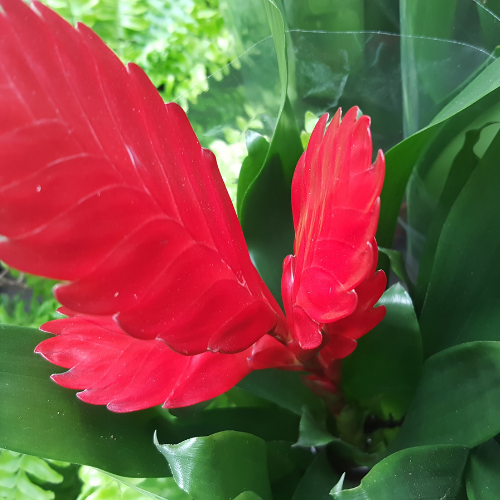 Bromeliad Cyanea 'Pink Quill'