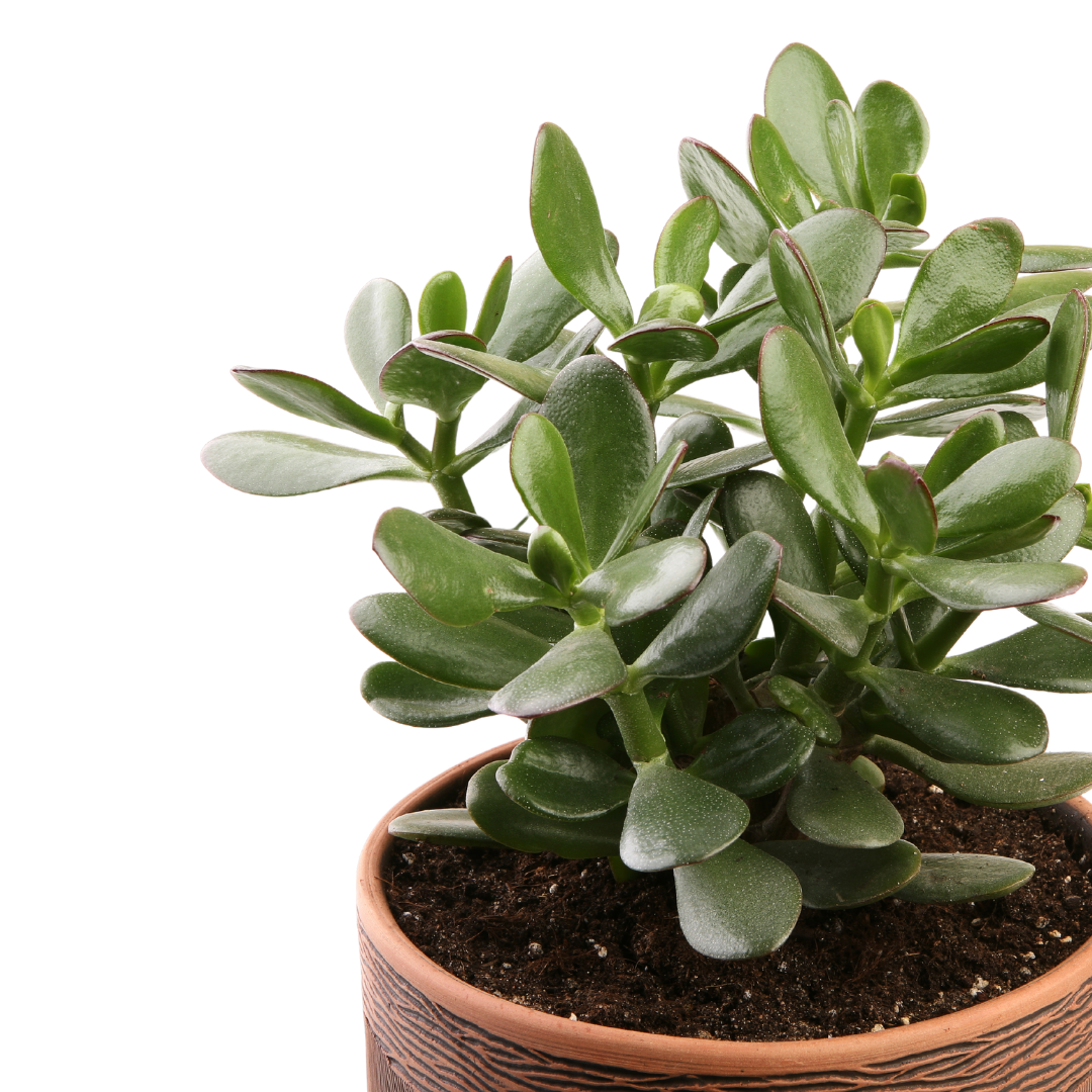 Jade Succulent / Crassula ovata - Plant Swag Shop