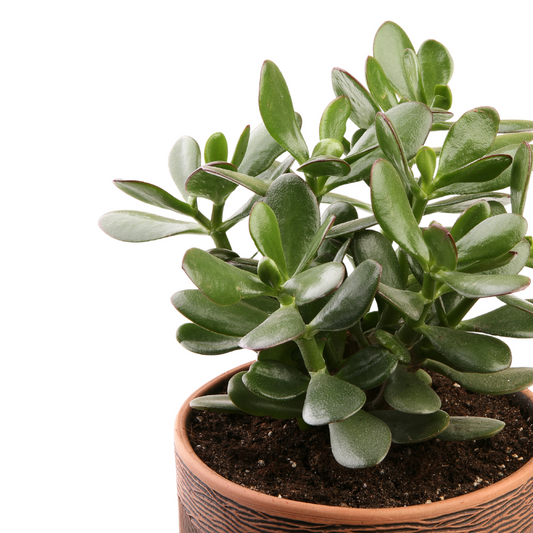 Jade Succulent / Crassula ovata - Plant Swag Shop 