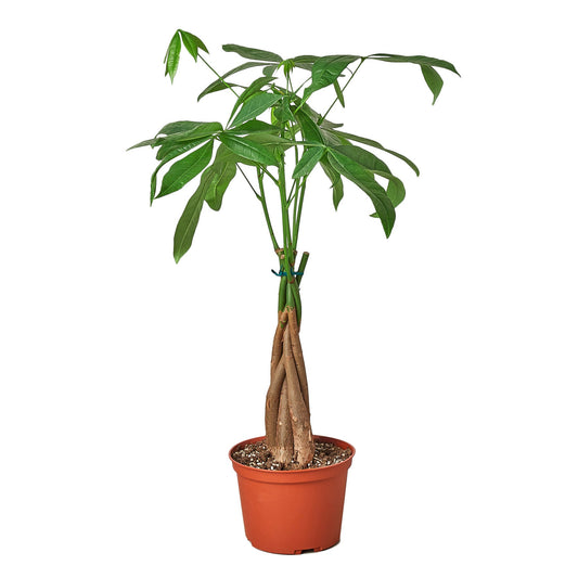 Money Tree 'Guiana Chestnut' Pachira Braid Media 1 of 3