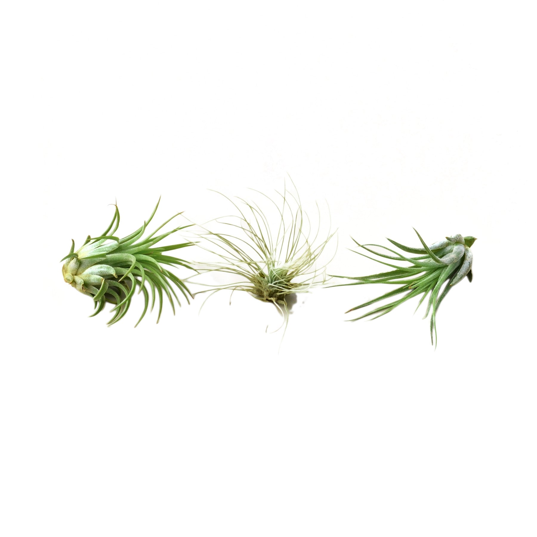 where to buy an air plant Buy Air Plant 3 Pack - Three Air Plant Varieties