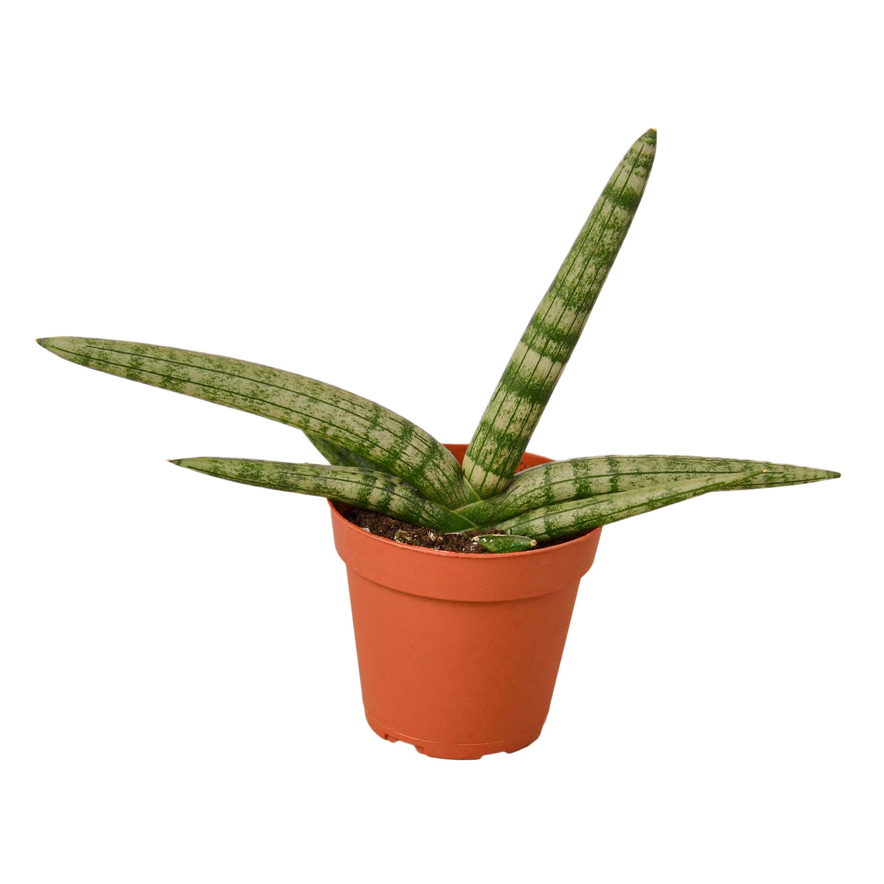 mini snake plant Buy Snake Plant Starfish