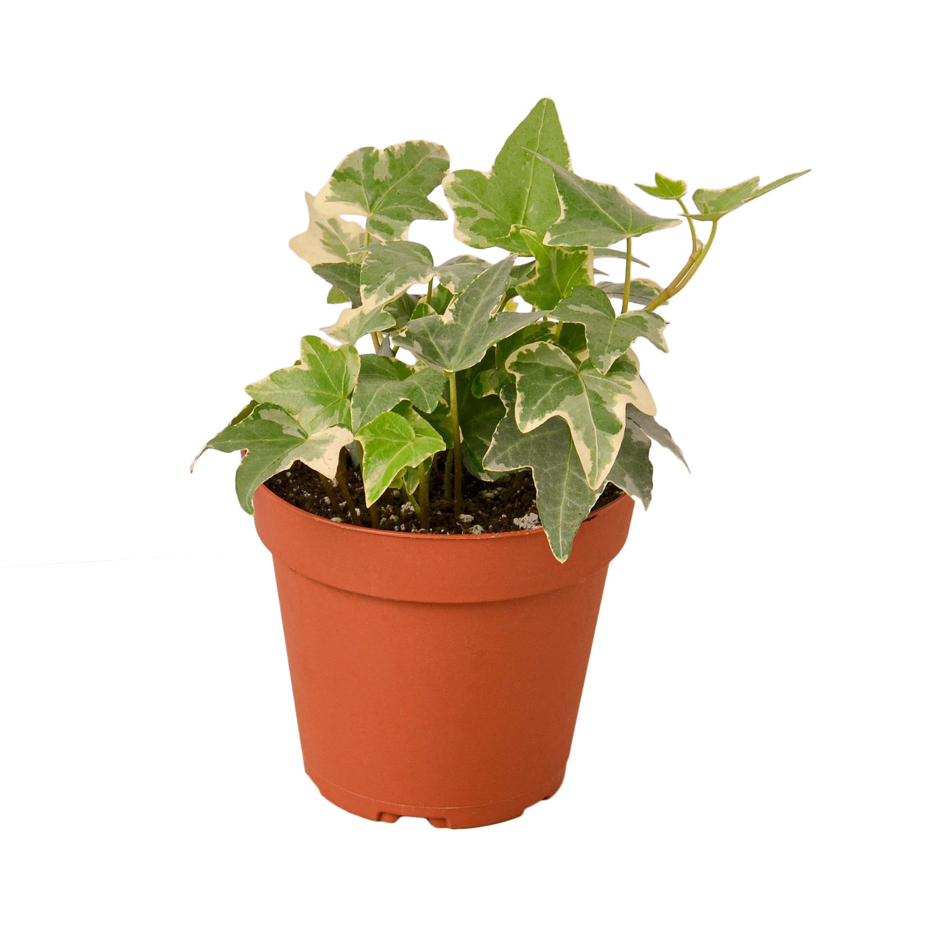 low light indoor ivy plants English Ivy 'Glacier'