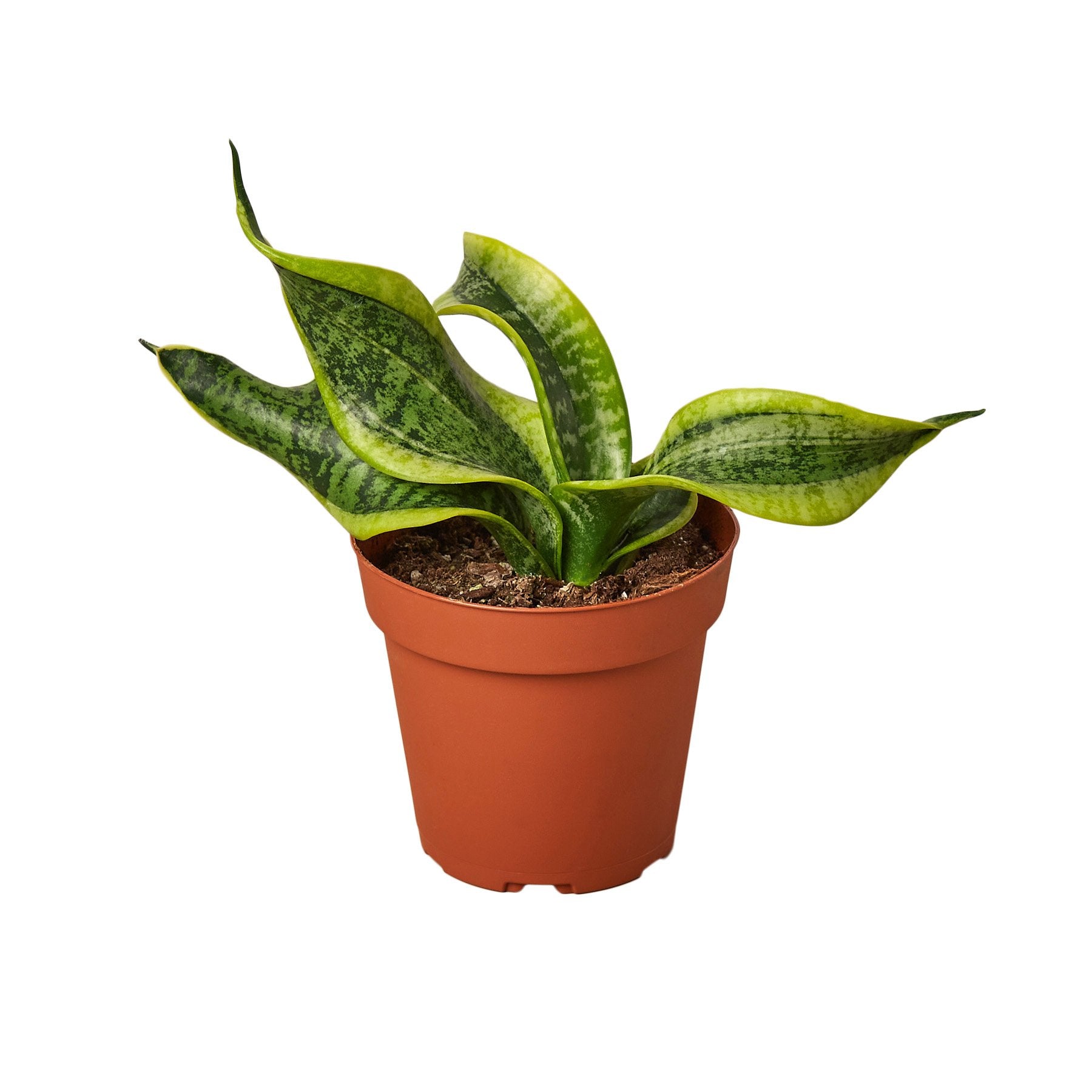 Snake Plant Twist - Plant Swag Shop