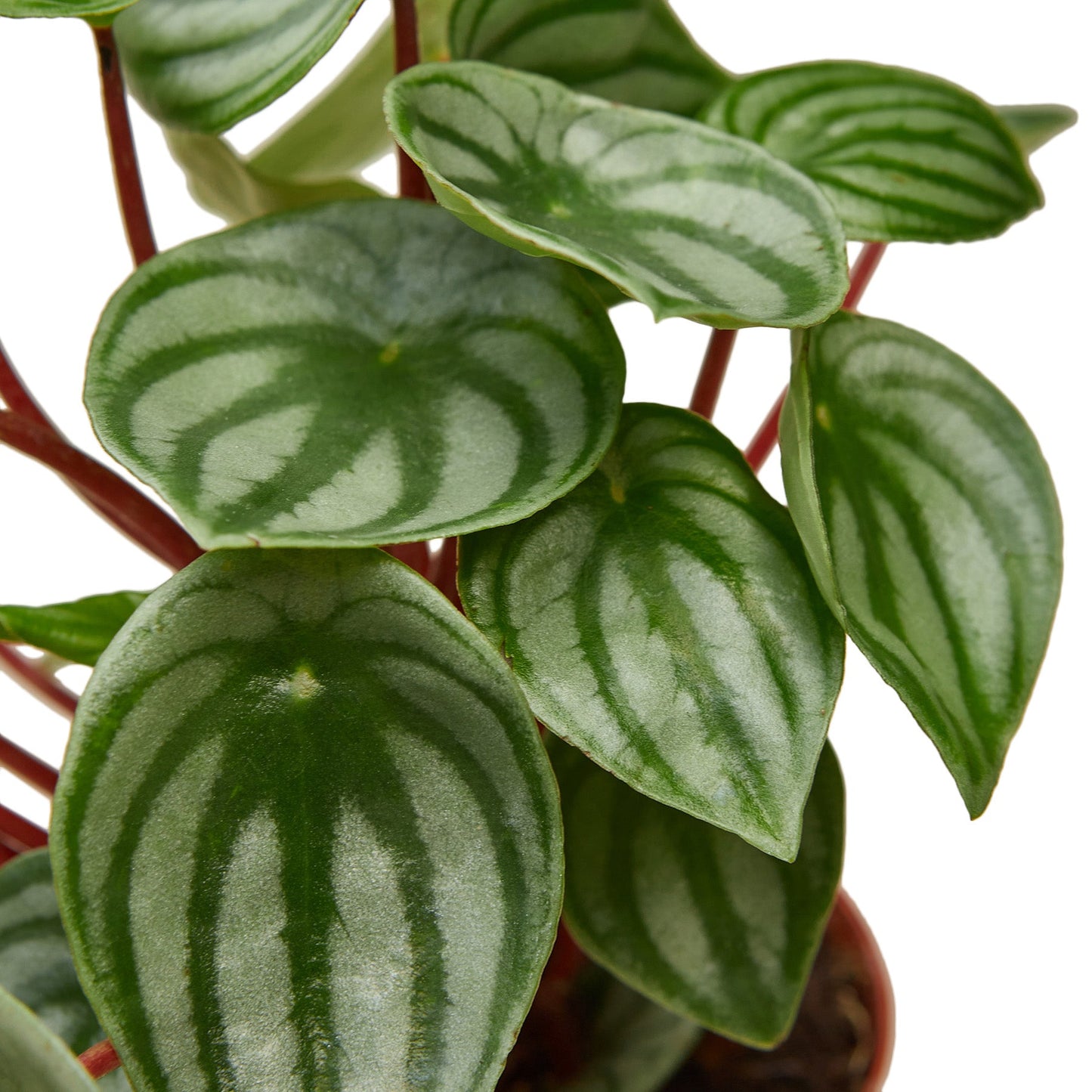 watermelon peperomia houseplant