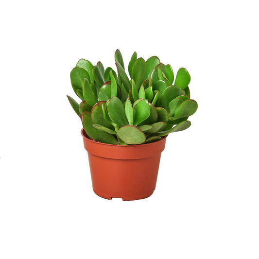 Jade Succulent