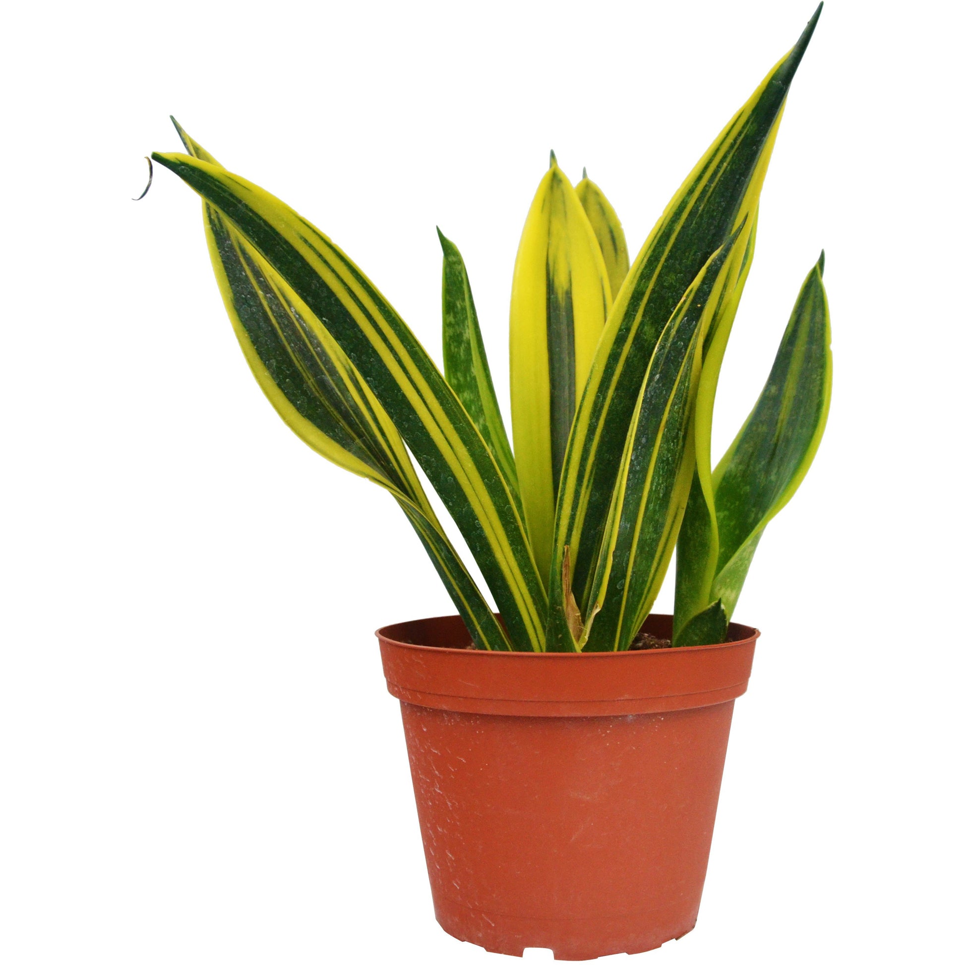 Snake 'Gold Flame' - 6" Pot - Plant Swag Shop