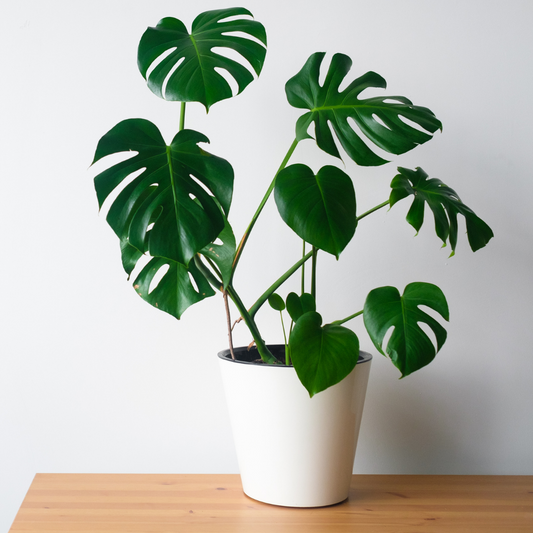 monstera deliciosa 