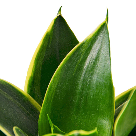 Snake Plant Emerald Star - Plant Swag Shop