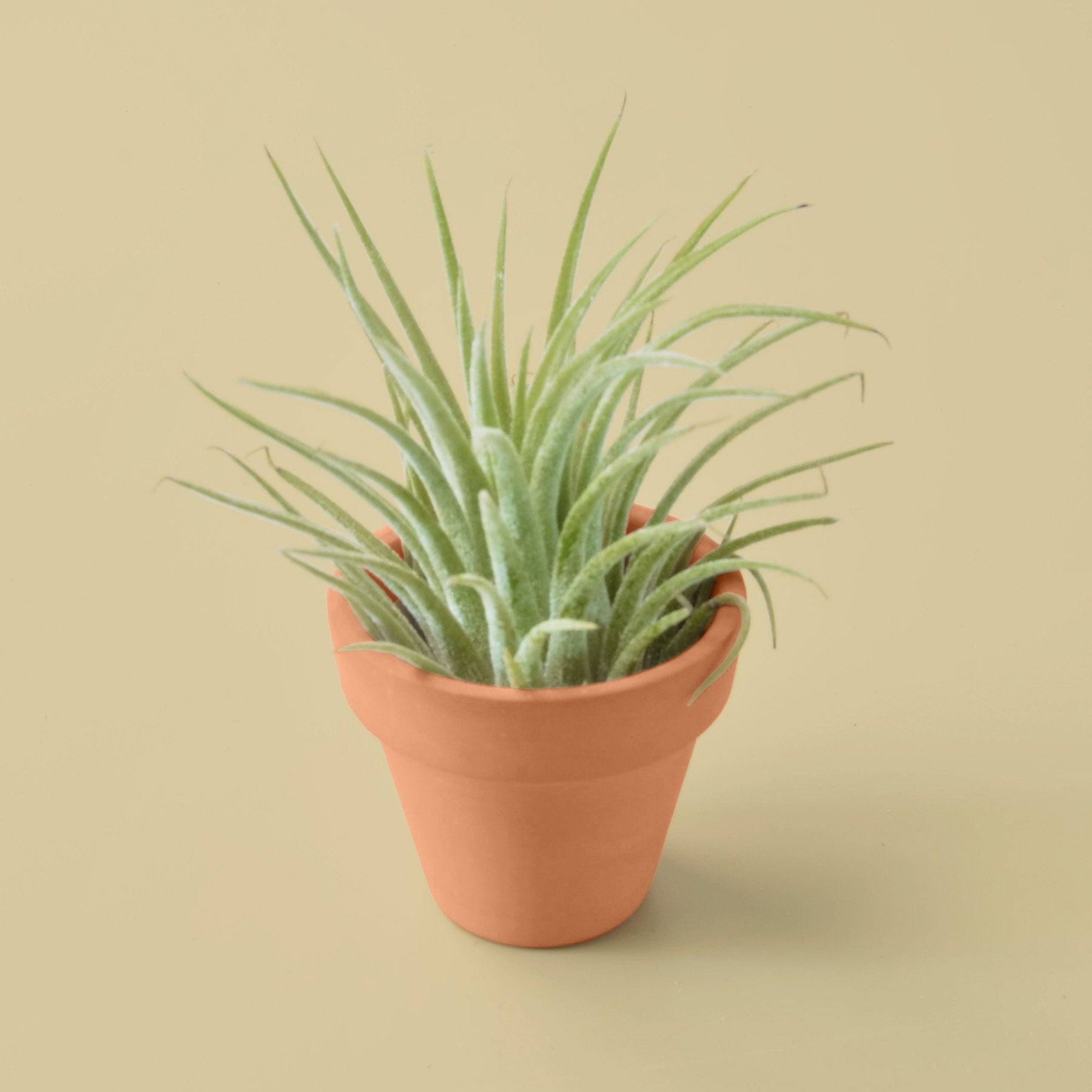 ionantha guatemala tillandsia air plant Ionantha Guatemala Tillandsia Air Plant with Terra Cotta