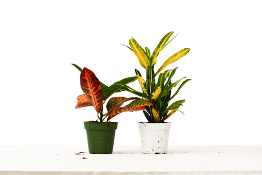 2 Croton Variety Pack