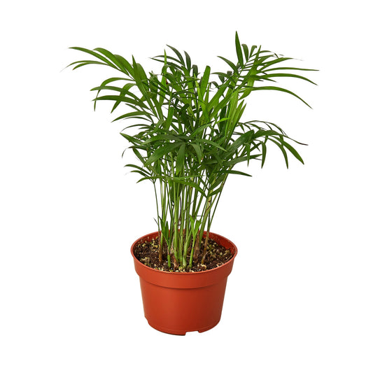 parlor palm live plant for sale