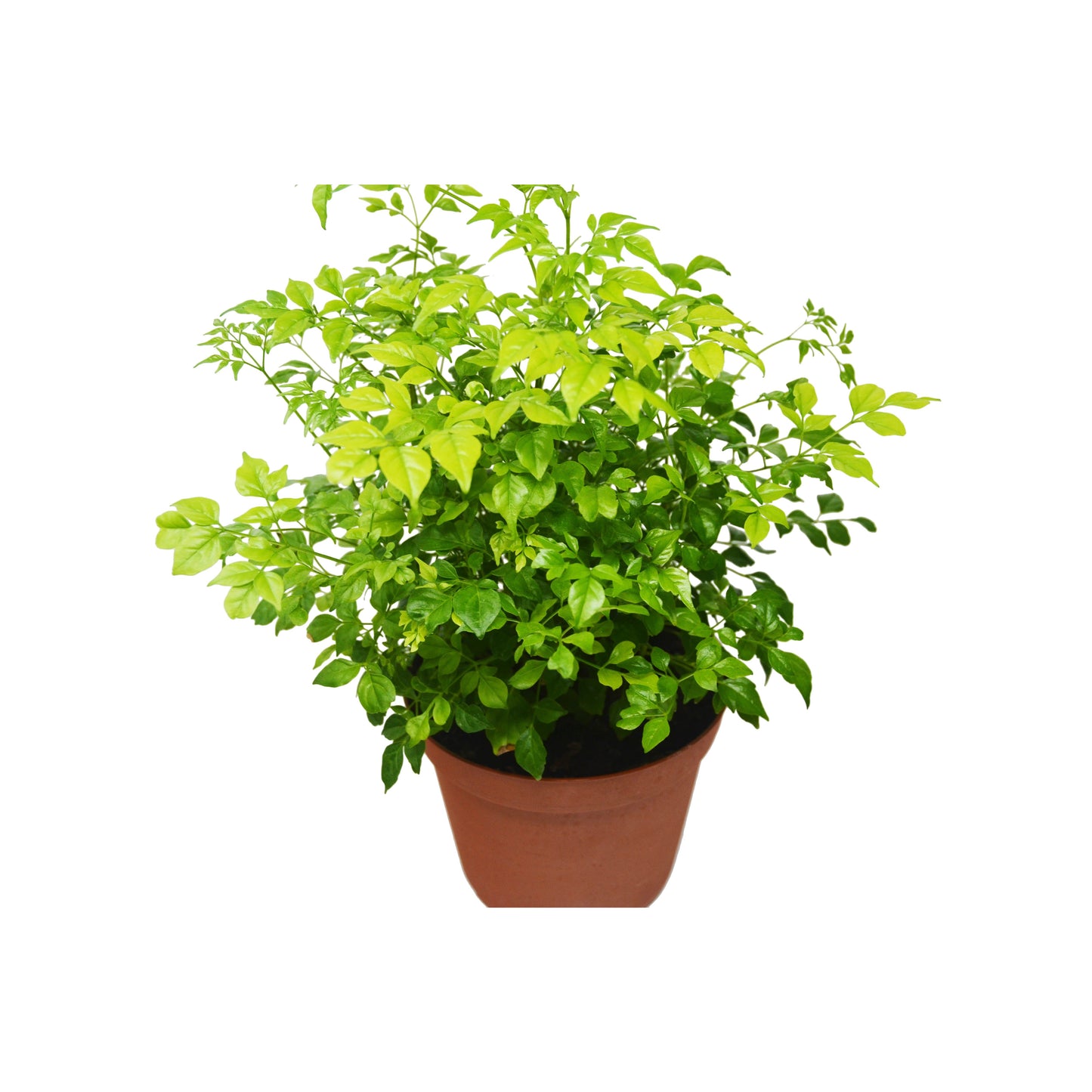 Radermachera 'China Doll' - In 6" Pot / Live Plant.