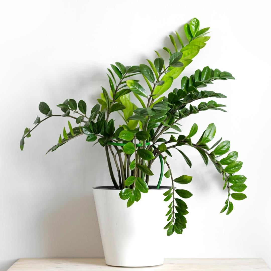 zamioculcas zamiifolia indoor plant The Snobby Leaf | Zamioculcas Zamiifolia ZZ - 6 inch Nursery Pot