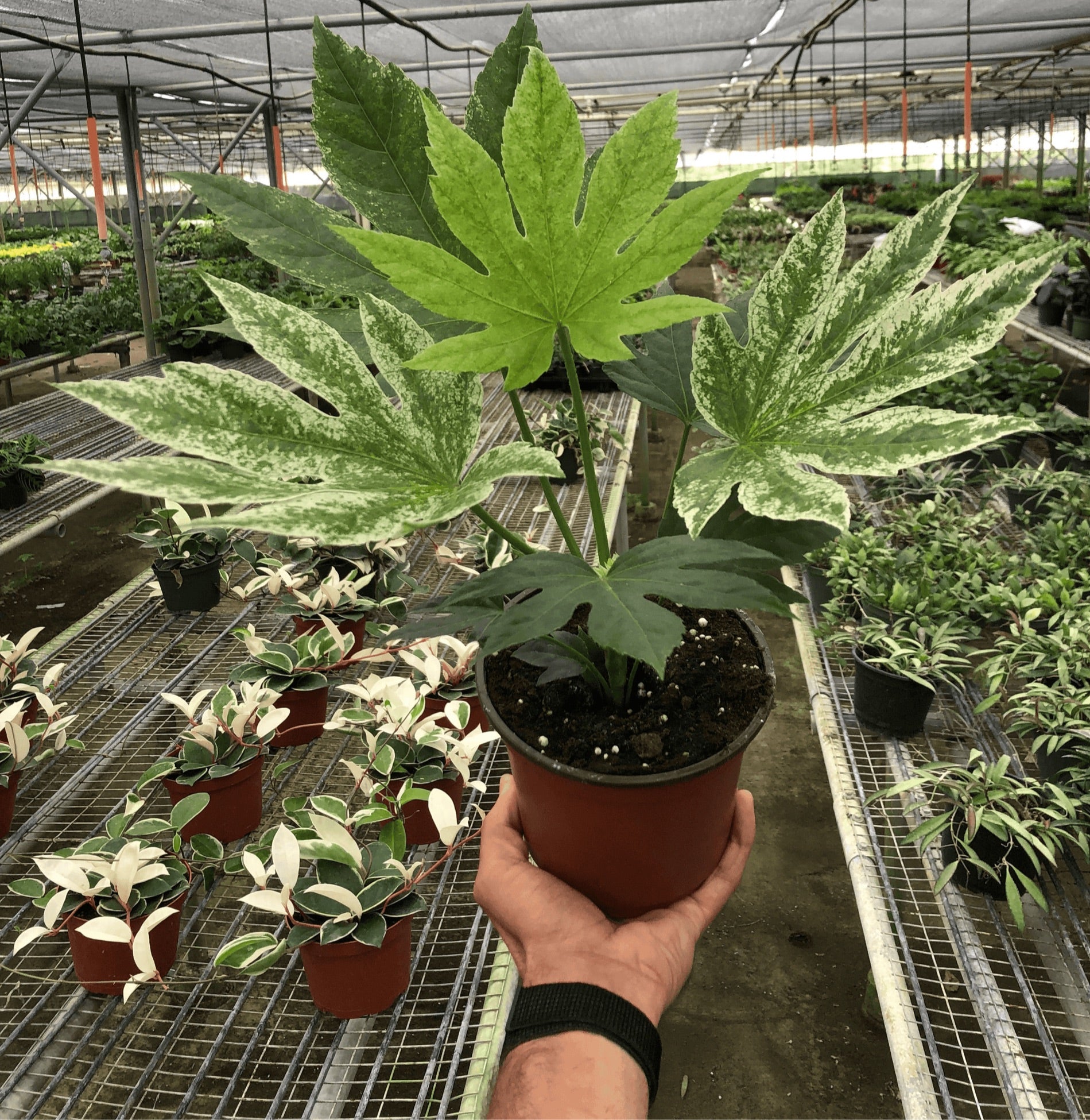 live spider plants for sale near me Buy Rare Fatsia Spiders Web