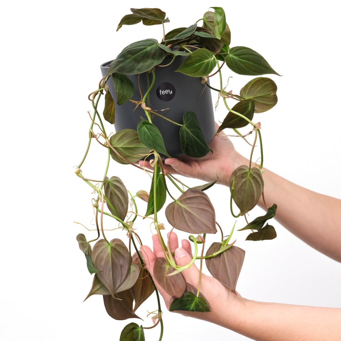 velvet pothos Buy Rare Philodendron Micans Velvet