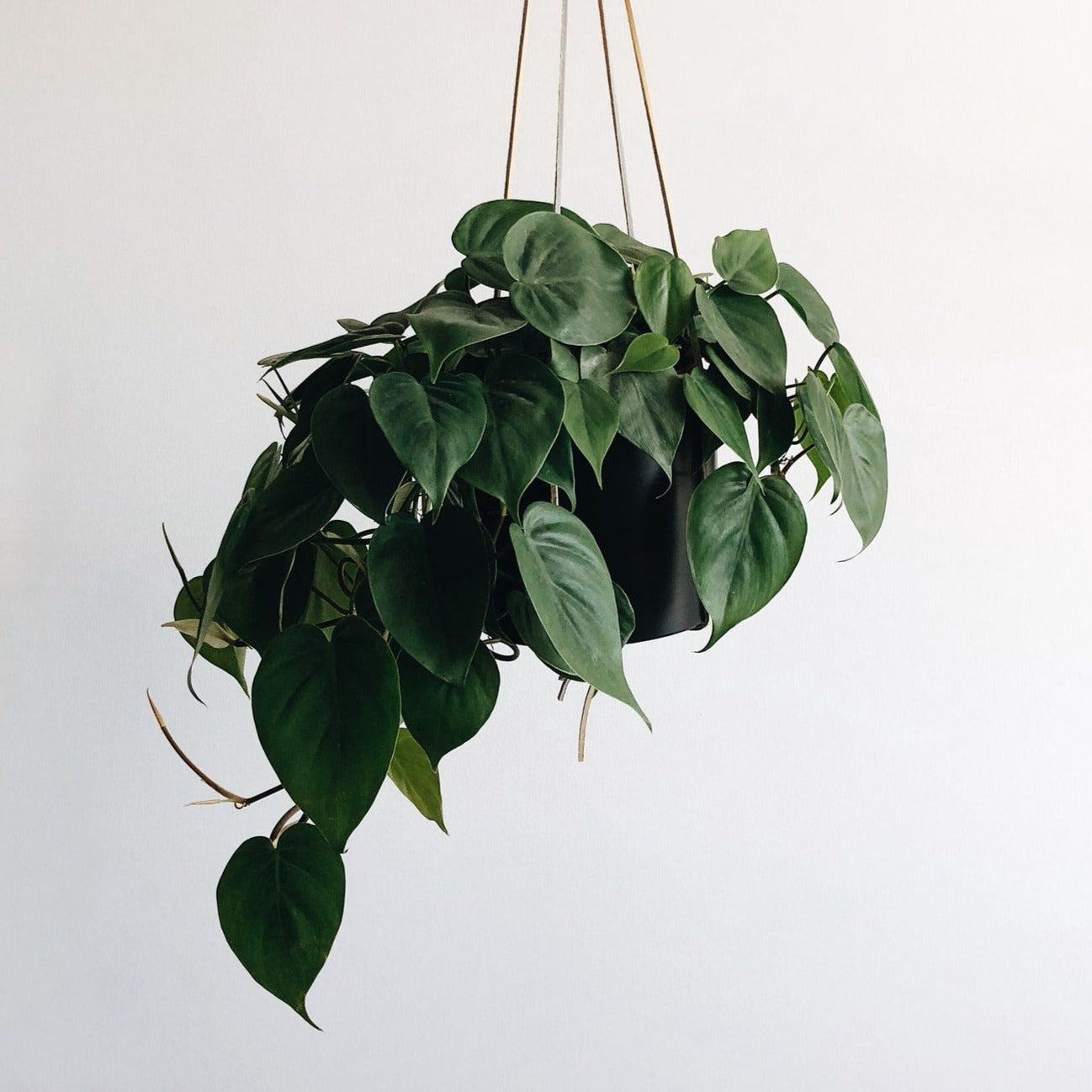 philodendron houseplant