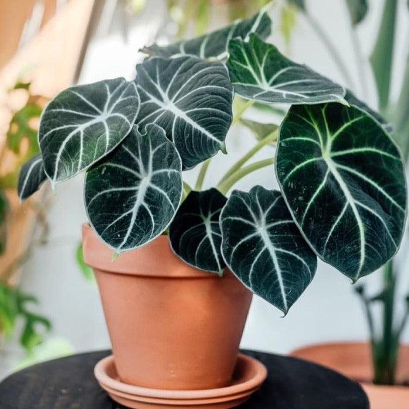 velvet indoor plant Rooted Alocasia Black Velvet, Alocasia Reginula, Live, Live Indoor, Home Decor, Easy to Grow, Easy to Care, and Low Maintenance Houseplant, 4 inch