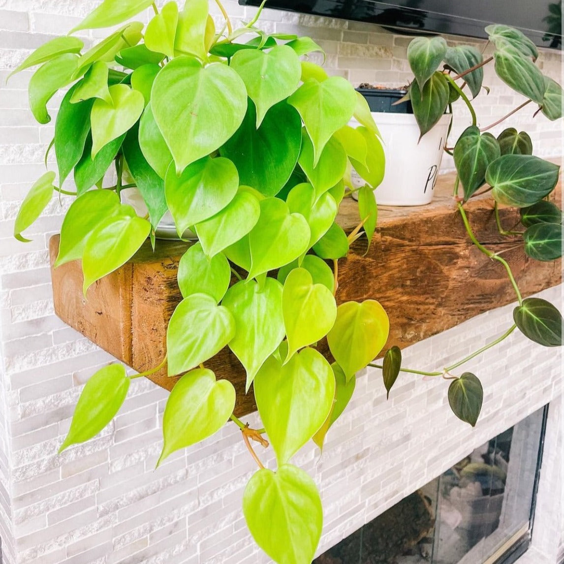 neon heart shaped philodendron Buy Philodendron Neon