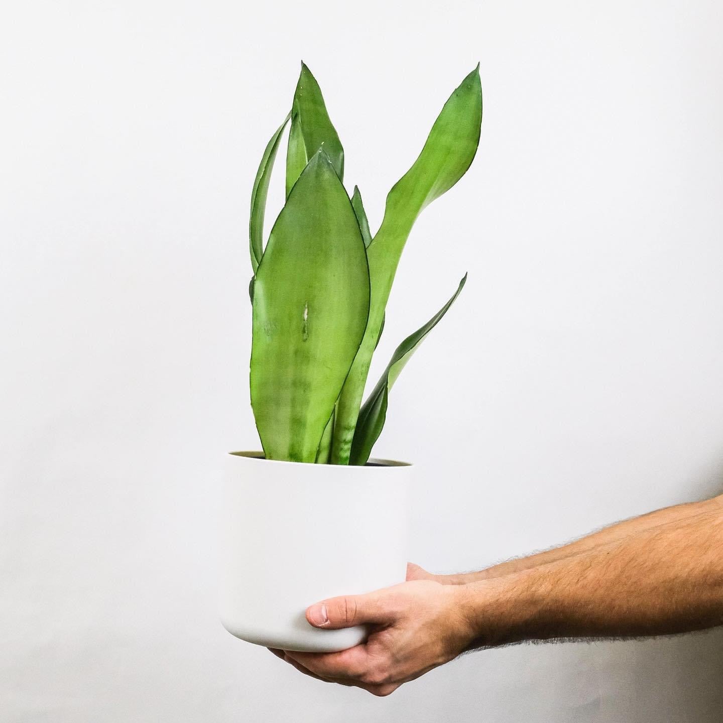 sansevieria moonlight vs moonshine Snake Plant Moonshine Live Plant, 6" Pot