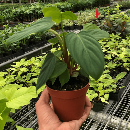 Philodendron 'Fuzzy Petiole'