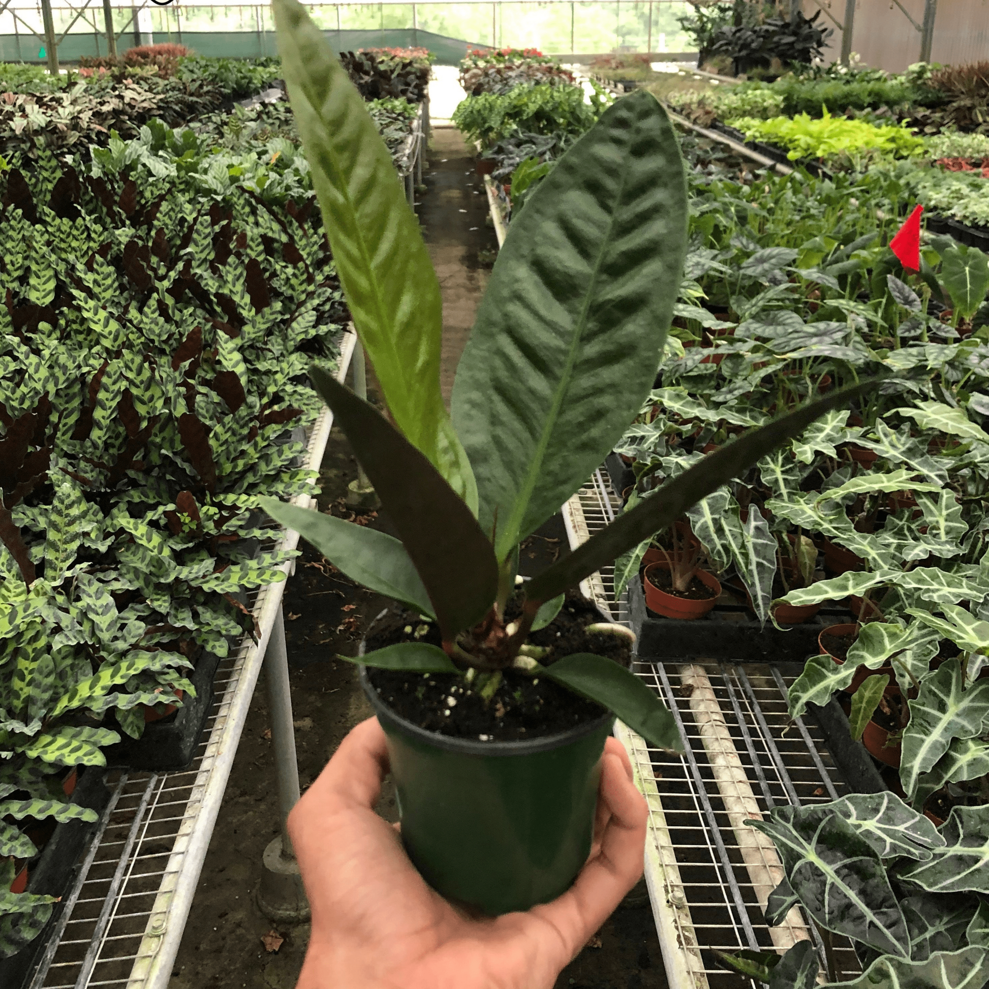 Anthurium 'Superbum'