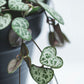 string of hearts house plant 
