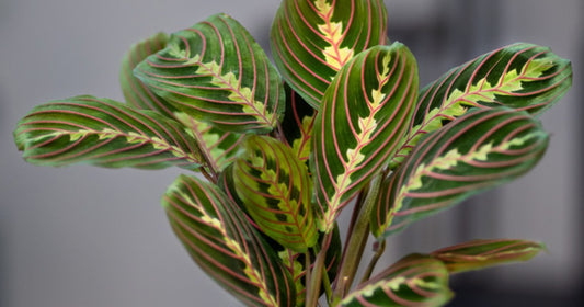 Maranta Red Prayer Plant care guide — vibrant red-veined foliage in a decorative pot