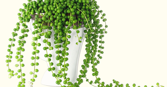 String of Pearls succulent cascading in long strands of round green pearls from a white ceramic pot