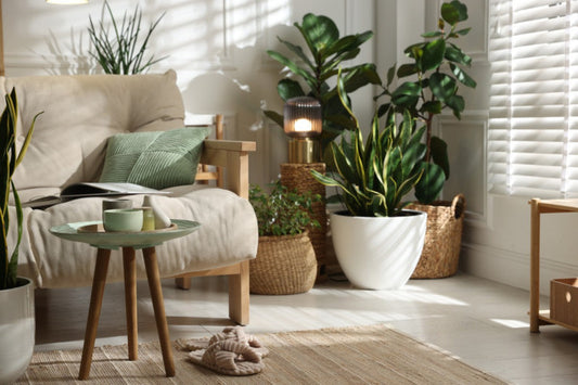 Lush tropical plants styled in a bright living room