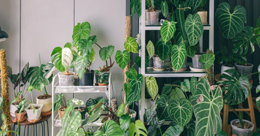 Rare collector houseplants with variegated foliage available greenhouse direct