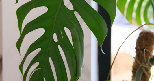 Monstera plant thriving in bright indirect light near a large sunny window