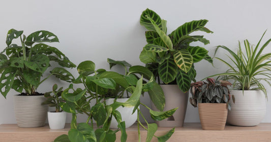 Low-light houseplants thriving in a dim apartment corner