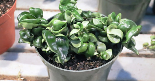 Hoya Rope Plant with thick curled waxy leaves trailing from a hanging pot in bright indirect light