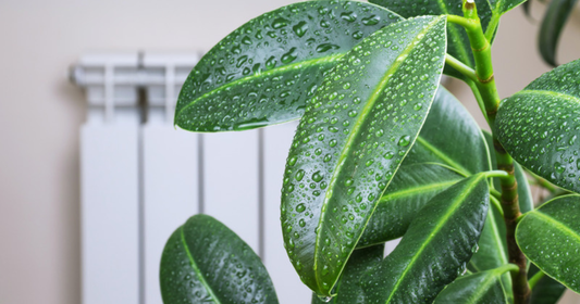 Glossy green houseplant leaves covered in water droplets standing in front of a white radiator