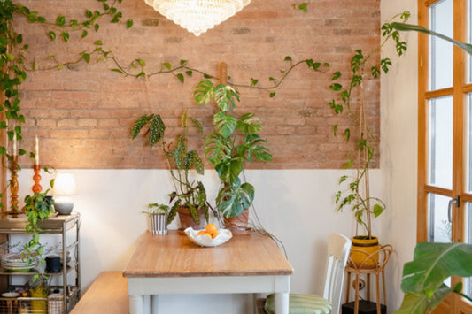Lifestyle plants styled in a small apartment space
